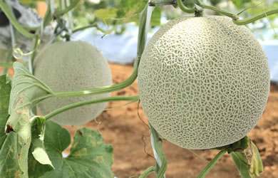 メロン狩り